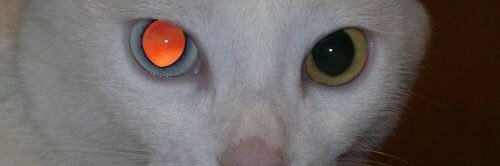 sdaalic's profile banner image