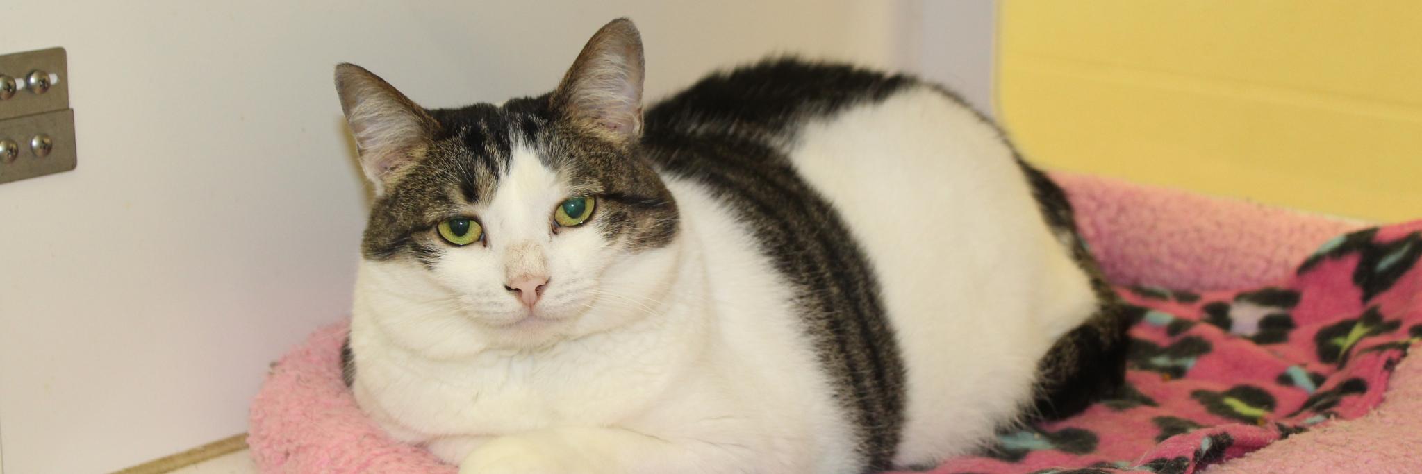Humane Society VBIRC banner