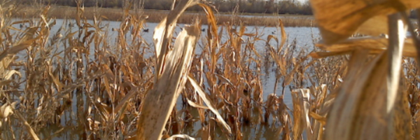 SigmaSamsquanch Profile Banner