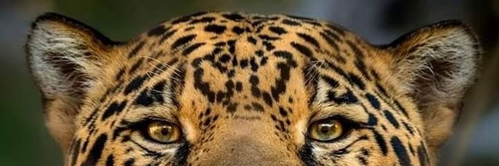 lil_tf's profile banner image