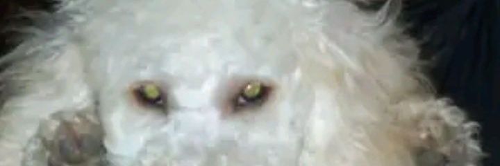 glenisdelduca's profile banner image