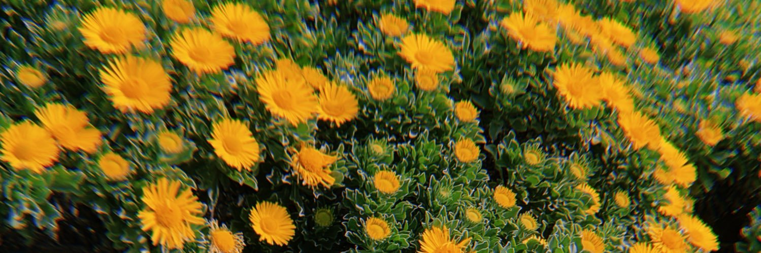 dodo. 🌻 banner
