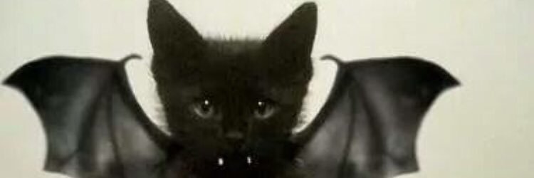 missycat01's profile banner image