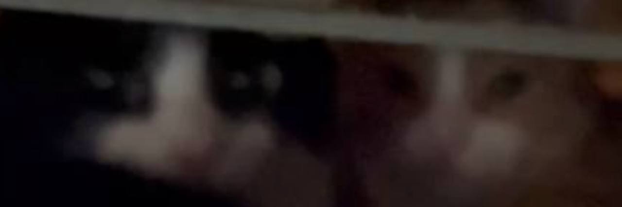 овощная грядка софьи кропоткиной banner