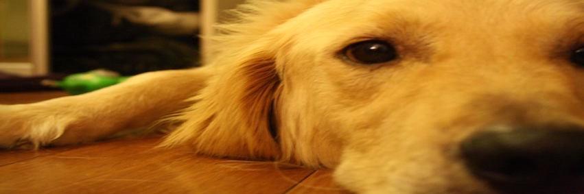 WalkerDogWalks's profile banner image