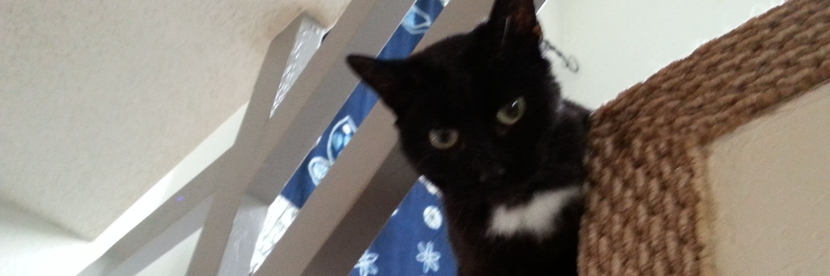 snuggs4's profile banner image