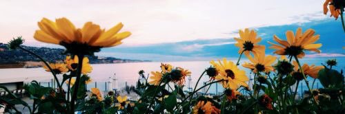 sofimora__'s profile banner image
