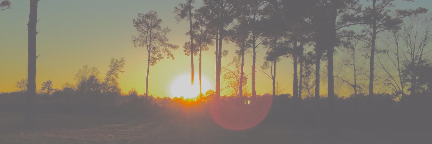 sillystyless's profile banner image
