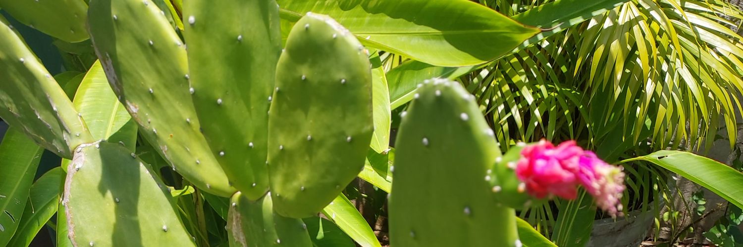 Fernando Santos banner
