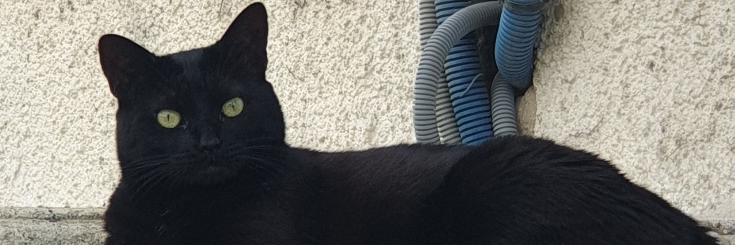 Raphaël Tomei 🗽🌐🐈‍⬛ banner