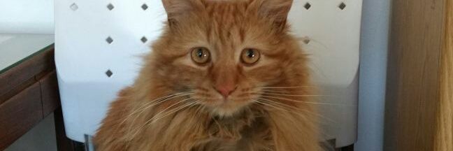 Alvé Le Chat banner