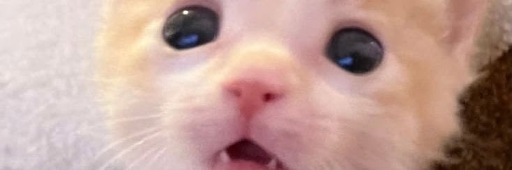 litthol's profile banner image
