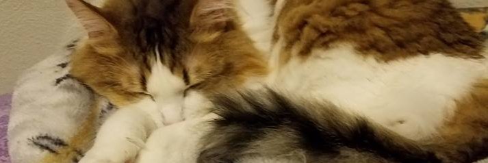 NatsNeko's profile banner image