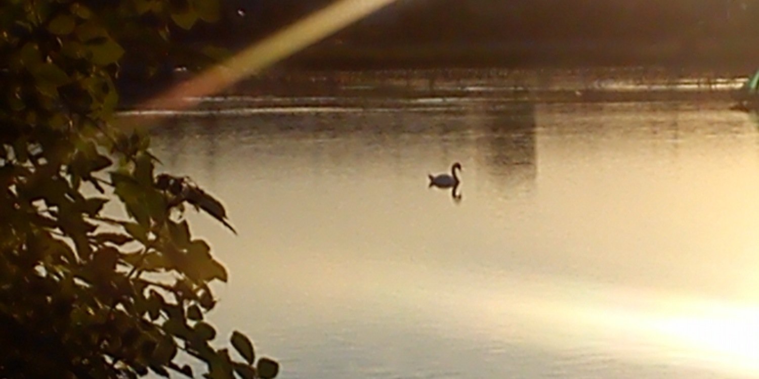 Hils Corcoran banner