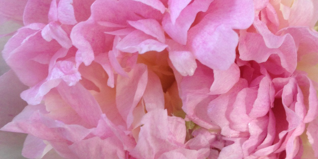 Alessia J. Mingrone banner