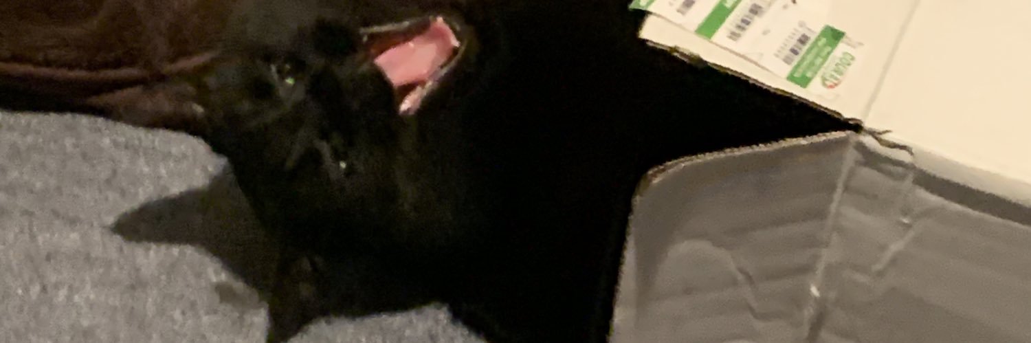catbinsrules's profile banner image