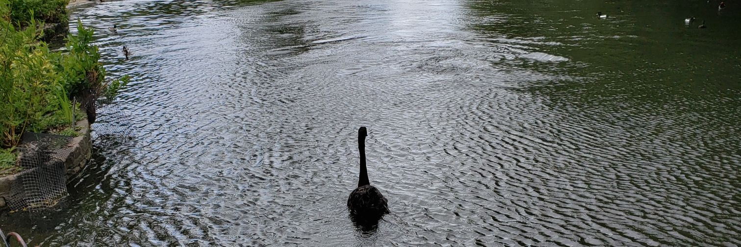 Annabel Cellini banner