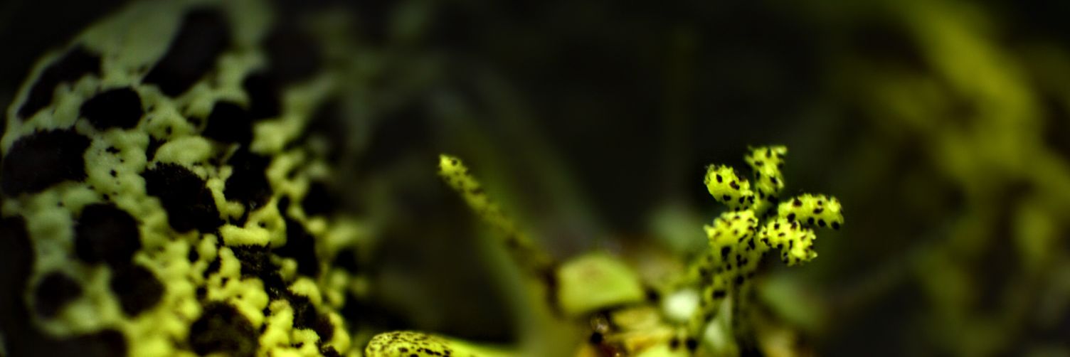 clazob's profile banner image