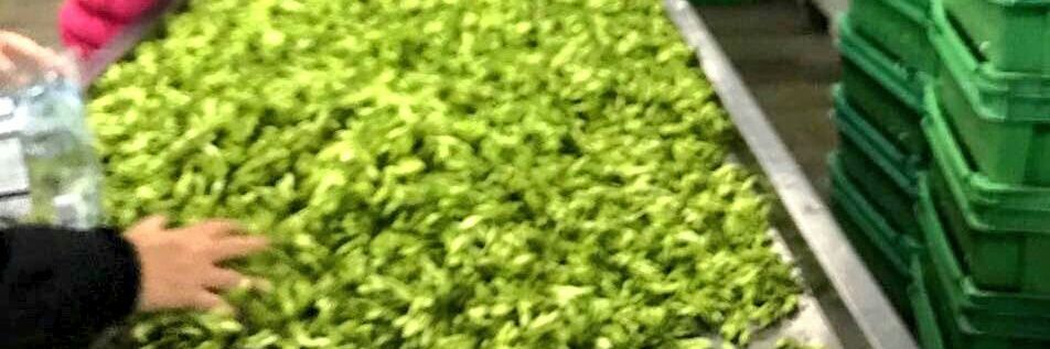 loroco_sv's profile banner image