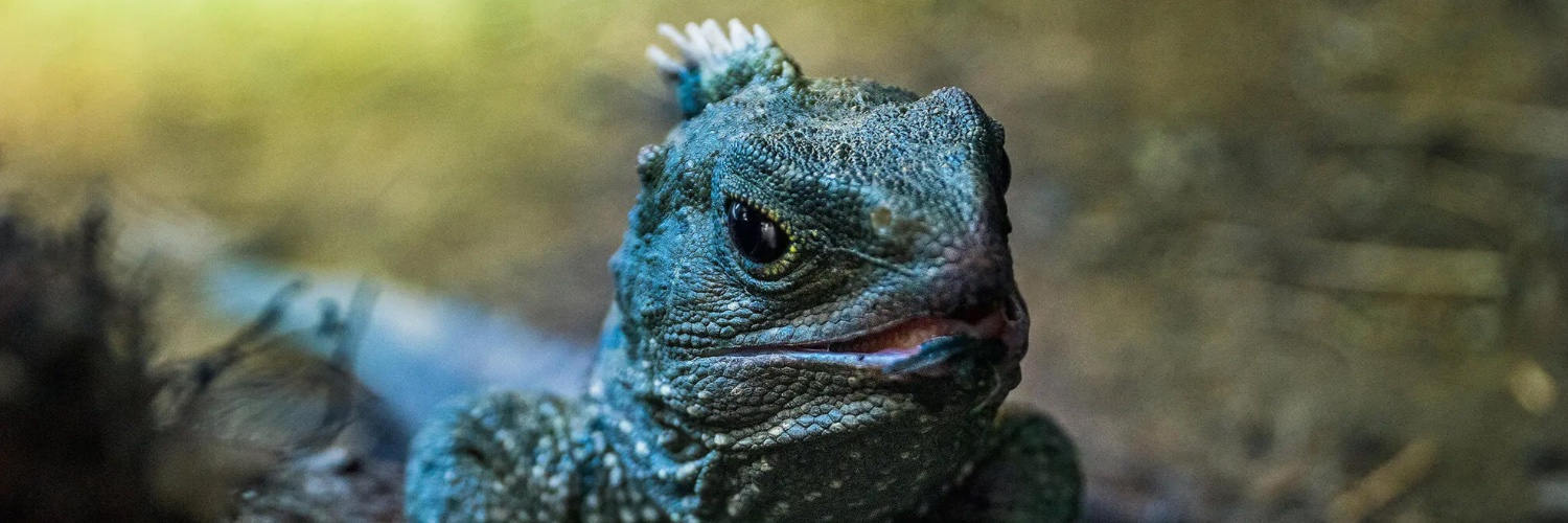 ᴇᴅ ʟɪʟᴏ banner