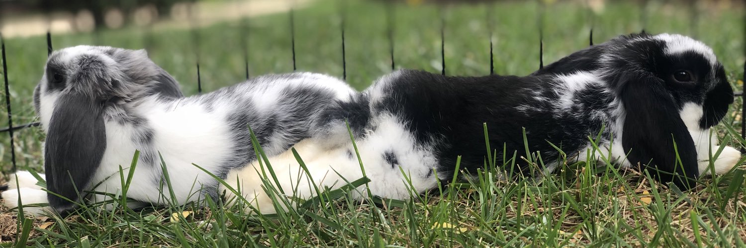 Alexa Lisitza banner