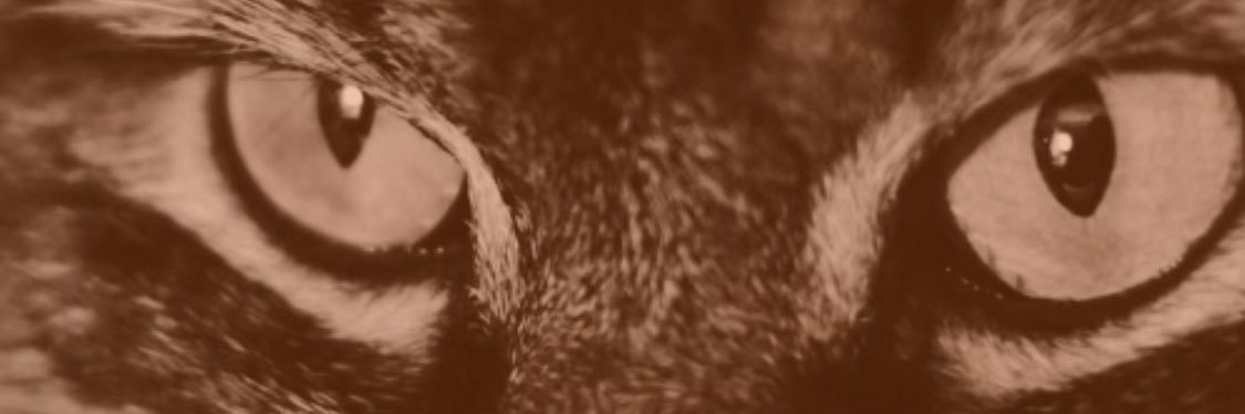 rosependragon's profile banner image