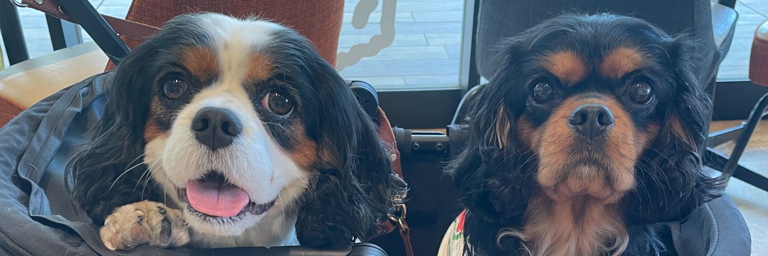 エル子🐶 banner