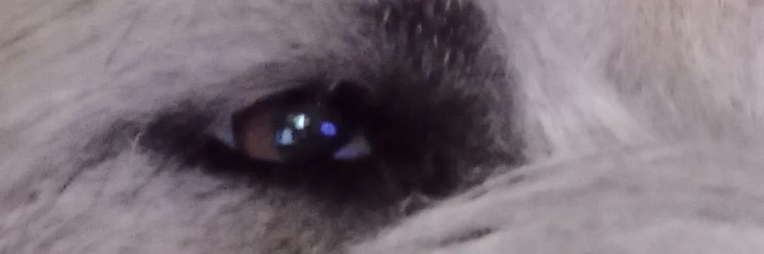glcolomer's profile banner image