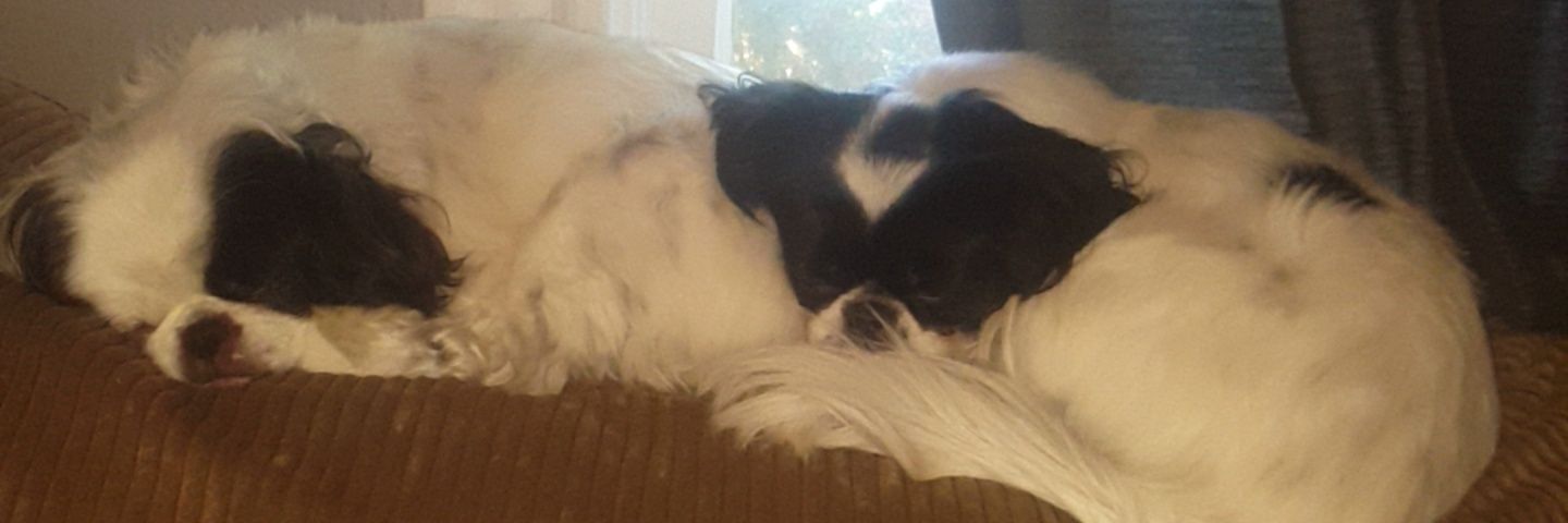 missixie's profile banner image