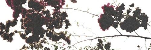 AJismymuse's profile banner image