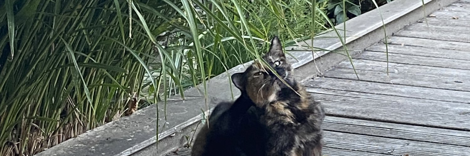 margotverf's profile banner image