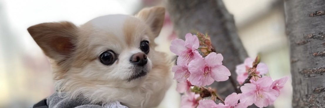 raqochan's profile banner image