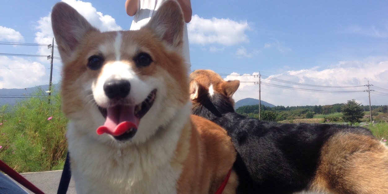 しょうたん banner