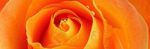 Frieda_Tweety's profile banner image