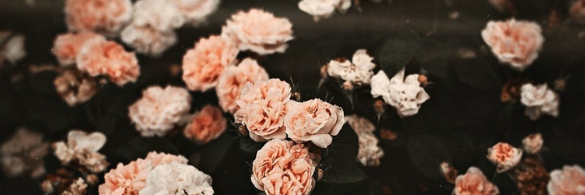 Kei481's profile banner image