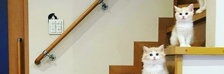 fridaarchuleta's profile banner image