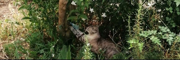 🖖🏼CallezRulez🛸 banner