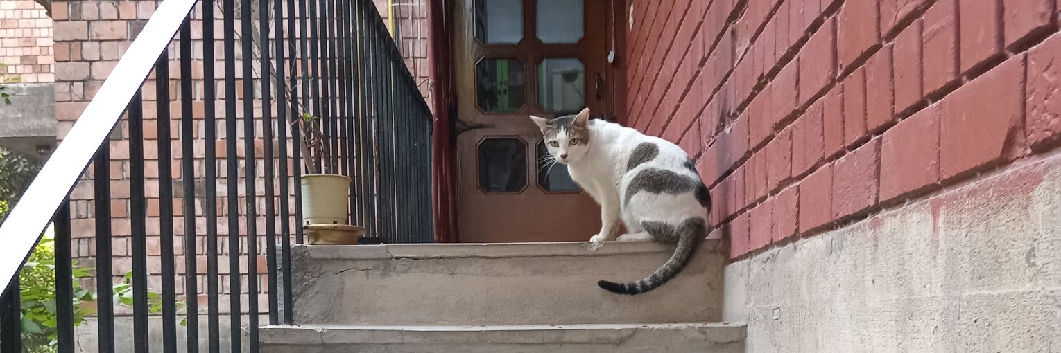 Rohini Krishnamurthy banner