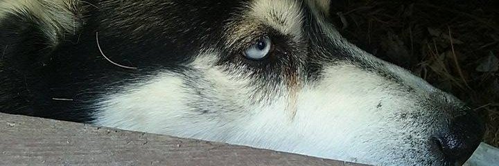 icekubes95's profile banner image