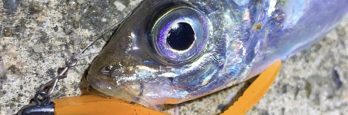 fishingmaxweb's profile banner image