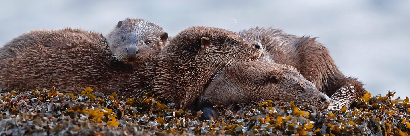 Neil McIntyre banner