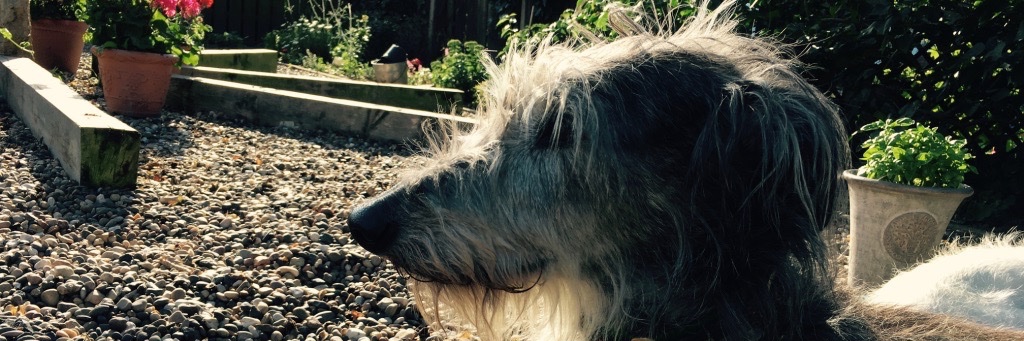 Miss Underscore banner