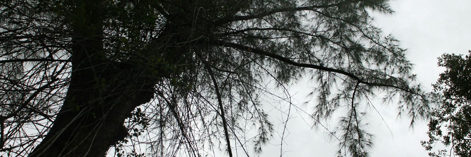 scottmcfields's profile banner image