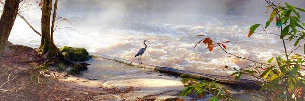 Umstead Coalition banner