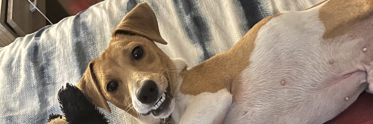 beethebookmouse's profile banner image
