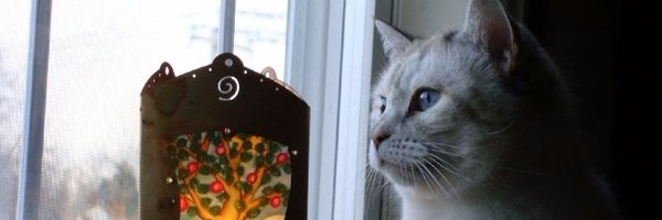 DeborahBoironPR Profile Banner