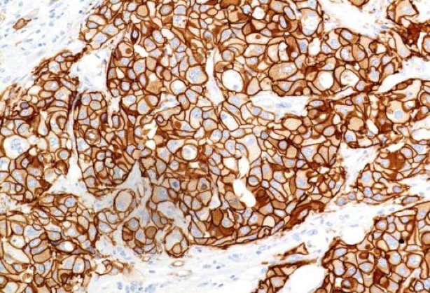 🔬 Roger Hunt banner