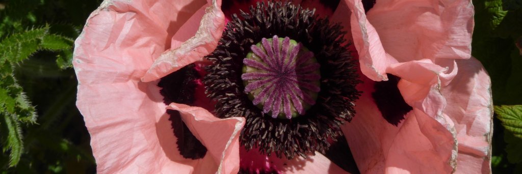 Emily Withnall banner