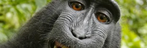V8APE banner