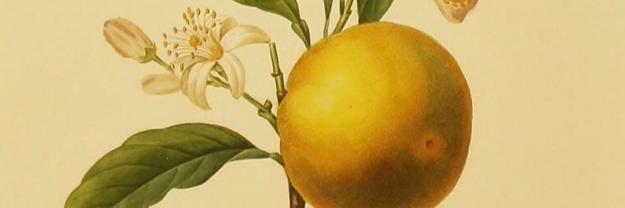 rosebud1207's profile banner image